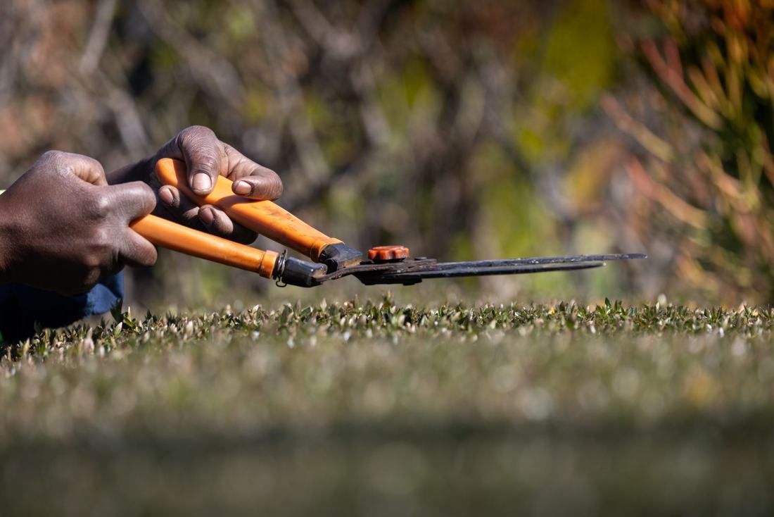 Hedge being trimmed with hand shears
