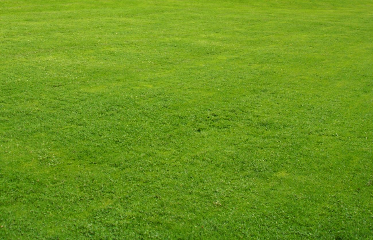 Thick, even lawn after establishment